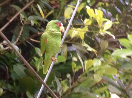 White fronted Parrot