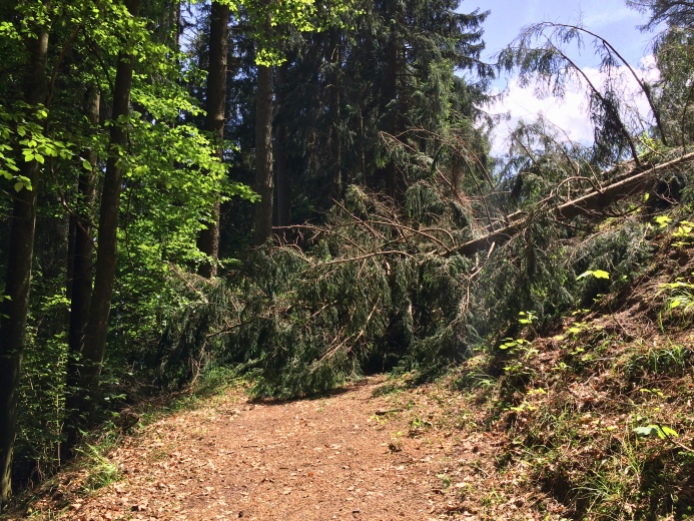Today's last challenge: several fallen trees blocked the path completely.