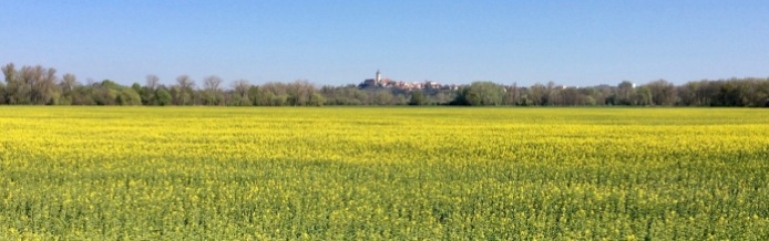 Rapeseed field with Melnik in the background